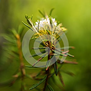 Marsh Labrador Tea Rhododendron tomentosum