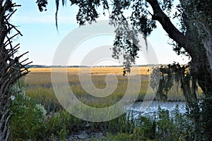 The marsh land of the Low Country is home to birds and other assorted wildlife