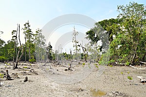 Marsh Land and Mangrove Forest - Elephant Beach, Havelock Island, Andaman Nicobar Islands, India
