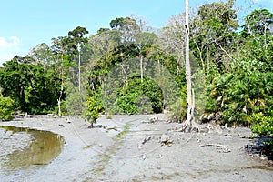 Marsh Land, Mangrove and Tropical Forest - Elephant Beach, Havelock Island, Andaman Nicobar Islands, India
