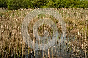 Marsh Land Rushmere park