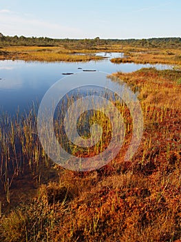 Marsh landscape