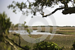 Marsh landscape