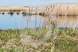 Marsh Landscape.