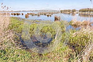 Marsh Landscape.