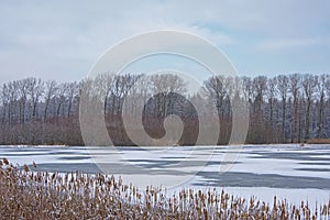 Marsh landscape with bare winter trees and covered in snow and pool with reed