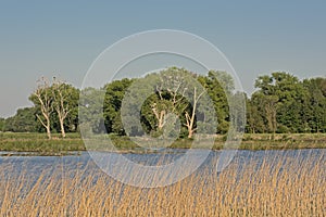 Marsh landscape in Bourgoyen nature reserve, Flanders, Belgium