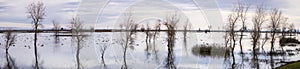 Marsh landscape, California