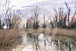 Marsh landscape, California