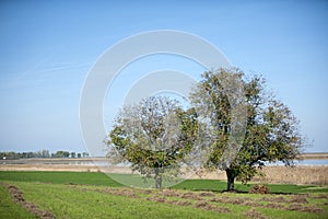 Marsh landscape, Carska Bara near to Zrenjanin Serbia