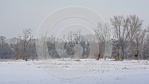 Marsh landscape covered in snow with dead trees with cormorant nests