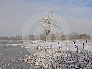 Marsh landscape and covered in snow and pool with dead tree with cormorant nests