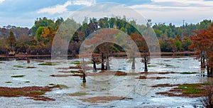 Marsh landscape, cypress trees grow from the water, Louisiana, USA