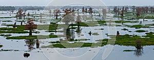 Marsh landscape, cypress trees grow from the water, Louisiana, USA