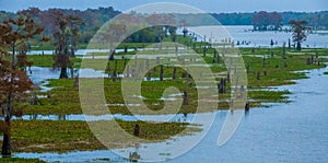 Marsh landscape, cypress trees grow from the water, Louisiana, USA