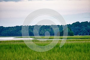 Marsh Landscape in Mount Pleasant South Carolina