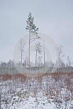 Marsh landscape with pine and bire trees covered in snow in the Estonian countryside