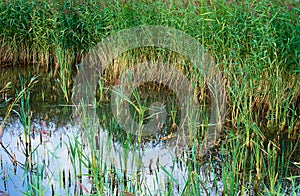 Marsh landscape with reeds