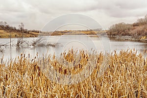 Marsh landscape with reeds in the foreground