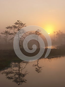 Marsh landscape, sunrise