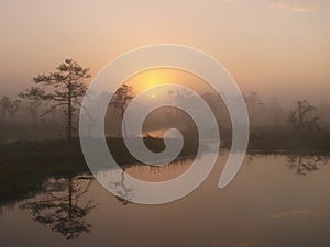 Marsh landscape, sunrise