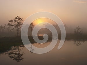 Marsh landscape, sunrise