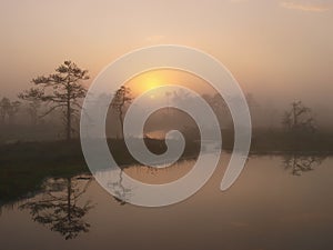 Marsh landscape, sunrise