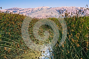 Marsh landscape with tule reeds and cattail photo