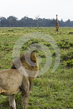 Marsh Lion Africa Sees Giraffe photo