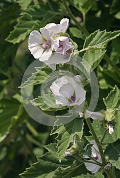 Marsh Mallow