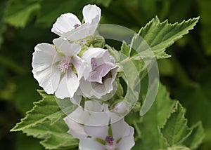 Marsh Mallow