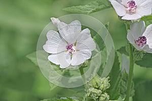 Marsh mallow Althaea officinalis