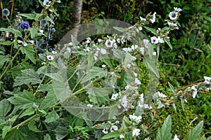 Marsh mallow (Althaea officinalis