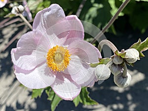 Marsh-mallow Althaea officinalis, Der Echte Eibisch oder Arznei-Eibisch, Mainau - Constance, Germany or Konstanz, Deutschland