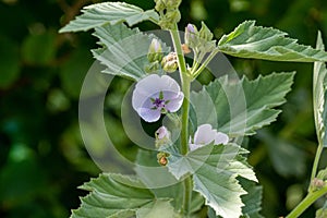 Marsh Mallow Althaea officinalis in flower.