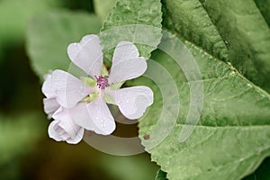 Marsh mallow Althaea officinalis pinkish-white flower