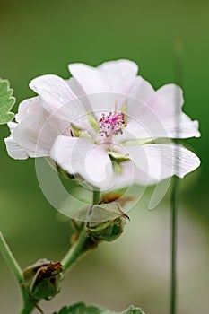 Marsh mallow Althaea officinalis pinkish-white flower in close-up