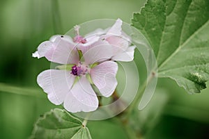 Marsh mallow Althaea officinalis pinkish-white flowers