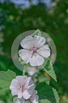 Marsh mallow flower