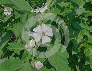 Marsh mallow flower