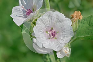 Marsh mallow flower