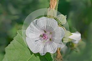 Marsh mallow flower