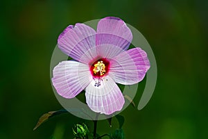 Marsh Mallow