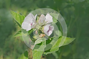 Marsh mallow flower medicinal plant or ornamental plant