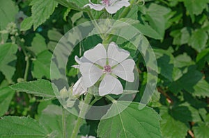 Marsh mallow flower medicinal plant or ornamental plant