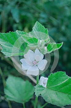 Marsh mallow flower medicinal plant or ornamental plant