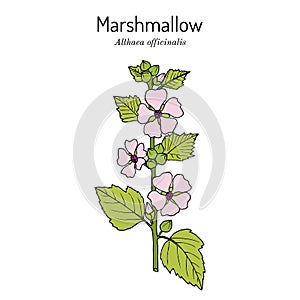 Marsh mallow or marshmallow Althaea officinalis , medicinal and ornamental plant