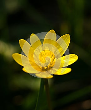 Marsh marigold