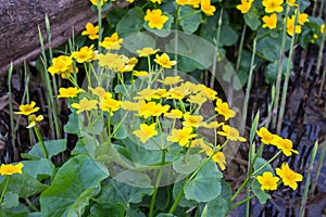 Marsh marigold