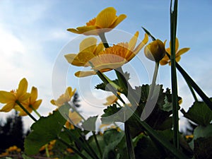 Marsh marigold